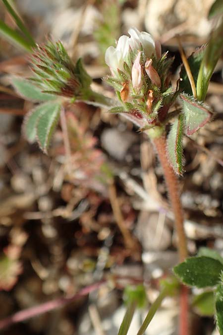 Trifolium scabrum / Rough Clover, Rhodos Monolithos 31.3.2019