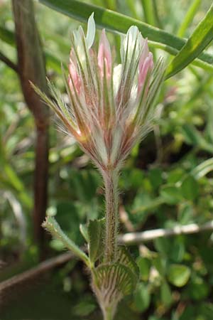 Trifolium stellatum \ Stern-Klee / Starry Clover, Rhodos Kattavia 1.4.2019