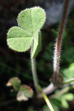 Trifolium stellatum \ Stern-Klee / Starry Clover, Rhodos Kolymbia 18.3.2023