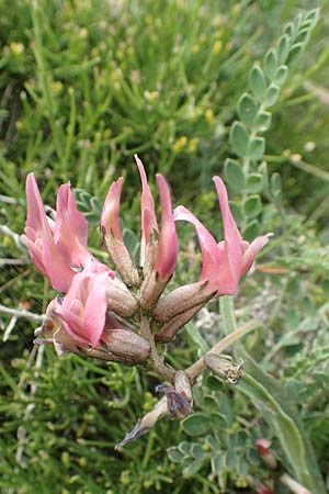 Astragalus spruneri \ Spruners Tragant / Spruner's Milk-Vetch, Rhodos Kattavia 1.4.2019