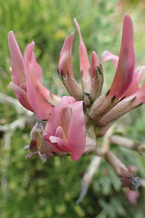 Astragalus spruneri \ Spruners Tragant / Spruner's Milk-Vetch, Rhodos Kattavia 1.4.2019