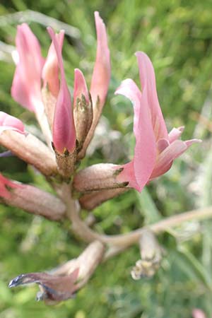 Astragalus spruneri \ Spruners Tragant / Spruner's Milk-Vetch, Rhodos Kattavia 1.4.2019