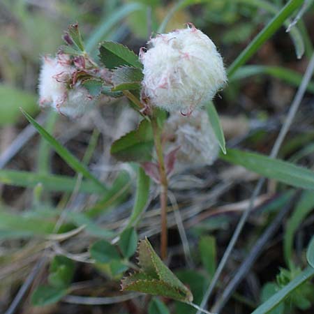 Trifolium tomentosum \ Filziger Klee / Wooly Clover, Rhodos Lindos 20.3.2023