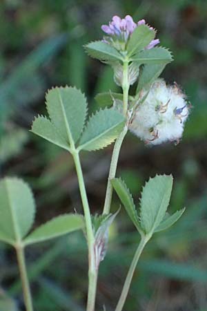 Trifolium tomentosum \ Filziger Klee / Wooly Clover, Rhodos Lindos 20.3.2023