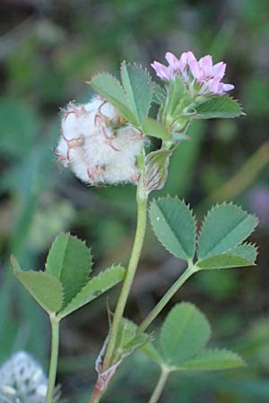 Trifolium tomentosum \ Filziger Klee, Rhodos Lindos 20.3.2023