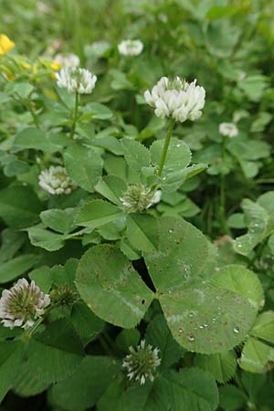 Trifolium repens \ Wei-Klee, Weiklee, Rhodos City 28.3.2019