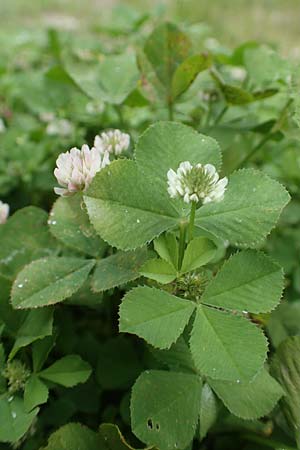 Trifolium repens \ Wei-Klee, Weiklee / White Clover, Rhodos City 28.3.2019