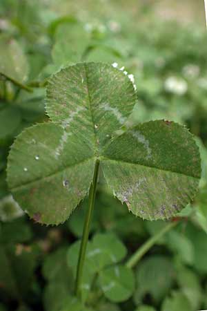 Trifolium repens \ Wei-Klee, Weiklee / White Clover, Rhodos City 28.3.2019