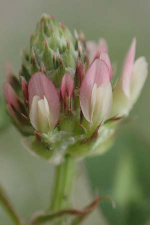 Trifolium spumosum \ Schaum-Klee / Bladder Clover, Rhodos Istrios 5.4.2019