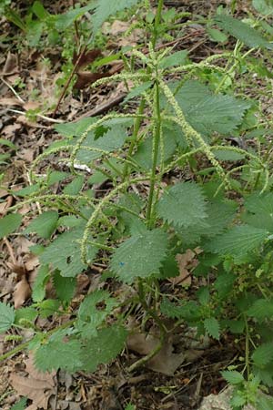 Urtica membranacea \ Geschwnzte Brenn-Nessel / Large-Leaved Nettle, Rhodos City 28.3.2019