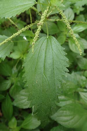 Urtica membranacea \ Geschwnzte Brenn-Nessel, Rhodos City 28.3.2019