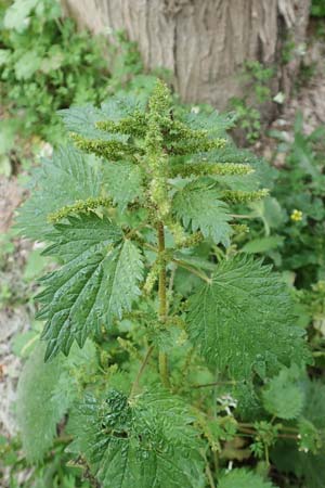 Urtica membranacea \ Geschwnzte Brenn-Nessel, Rhodos City 28.3.2019