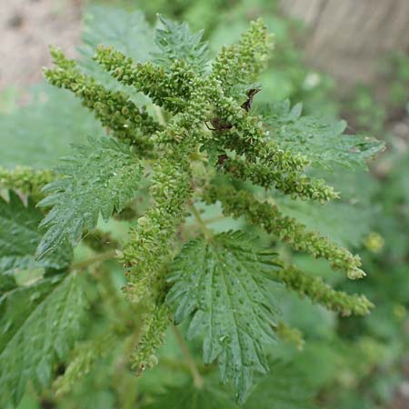 Urtica membranacea / Large-Leaved Nettle, Rhodos City 28.3.2019