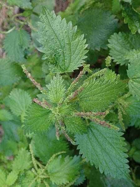 Urtica membranacea \ Geschwnzte Brenn-Nessel, Rhodos Stegna 17.3.2023