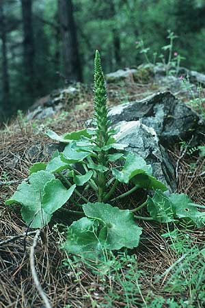 Umbilicus horizontalis \ Waagerechtes Nabelkraut, Rhodos Profitis Ilias 3.5.1987