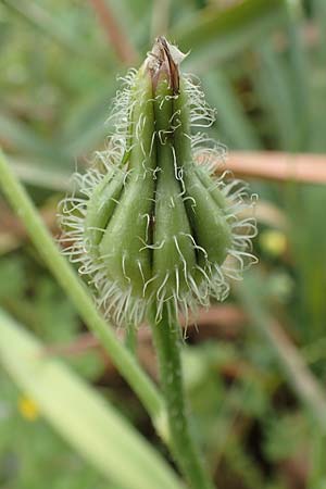 Urospermum picroides \ Bitterkraut-Schwefelkpfchen / Prickly Goldenfleece, Rhodos Tsambika 30.3.2019