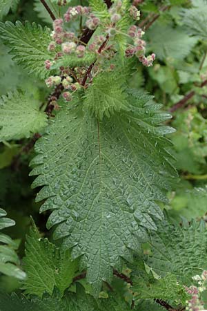 Urtica pilulifera \ Pillen-Brenn-Nessel, Rhodos Sianna 21.3.2023