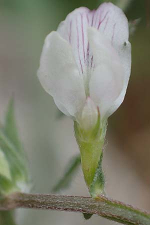 Vicia cuspidata \ Spitzblttrige Wicke / Cusped Vetch, Rhodos Akramitis 21.3.2023