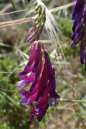 Vicia villosa subsp. microphylla \ Kleinblttige Wicke / Small-Leaved Fodder Vetch, Rhodos Apolakkia 25.3.2023