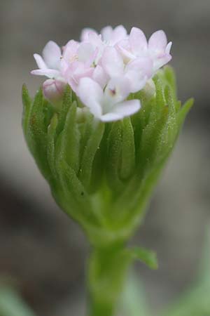 Centranthus calcitrapae \ Fuangel-Spornblume / Annual Valerian, Rhodos Moni Artamiti 16.3.2023