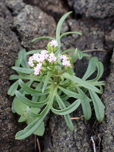 Centranthus calcitrapae \ Fuangel-Spornblume / Annual Valerian, Rhodos Moni Artamiti 16.3.2023