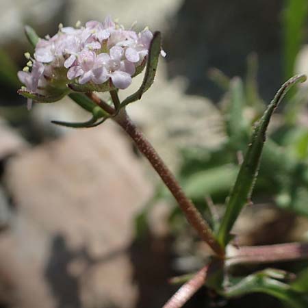 Valerianella echinata \ Stacheliger Feld-Salat / Prickly Corn Salad, Rhodos Epta Piges 27.3.2019