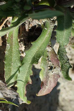 Valerianella echinata / Prickly Corn Salad, Rhodos Epta Piges 27.3.2019