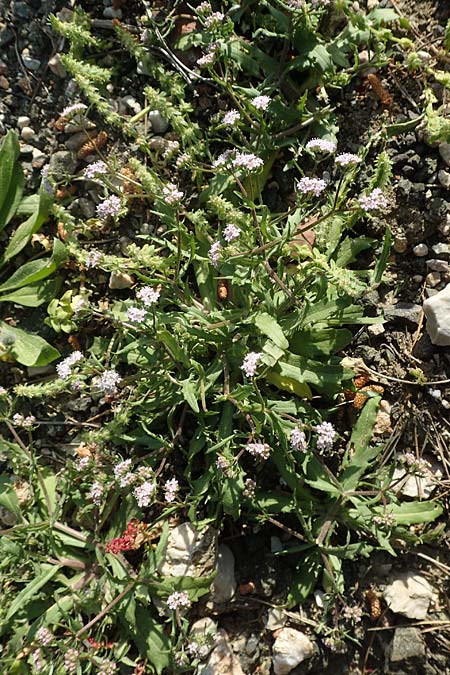 Valerianella echinata \ Stacheliger Feld-Salat / Prickly Corn Salad, Rhodos Epta Piges 27.3.2019