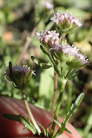 Valerianella echinata \ Stacheliger Feld-Salat / Prickly Corn Salad, Rhodos Epta Piges 27.3.2019