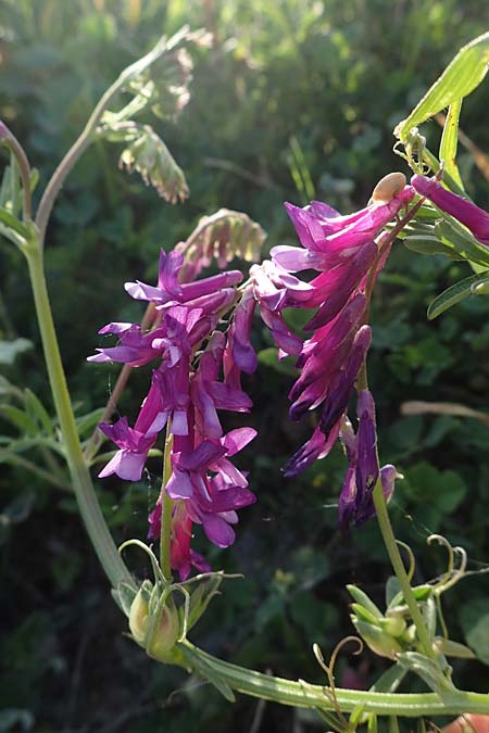 Vicia villosa subsp. microphylla \ Kleinblttige Wicke / Small-Leaved Fodder Vetch, Rhodos Kattavia 25.3.2023