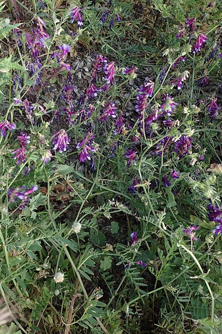 Vicia villosa subsp. microphylla \ Kleinblttige Wicke / Small-Leaved Fodder Vetch, Rhodos Kattavia 25.3.2023