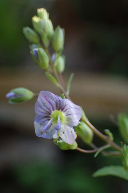 Veronica anagallis-aquatica \ Blauer Gauchheil-Ehrenpreis, Blauer Wasser-Ehrenpreis, Rhodos Stegna 28.3.2023