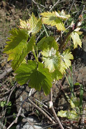 Vitis spec1 ? / Grape, Rhodos Embona 31.3.2019