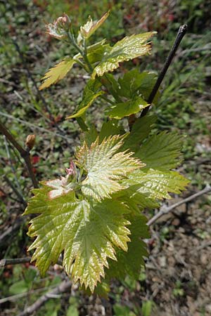 Vitis spec1 ? \ Weinrebe, Rhodos Embona 31.3.2019