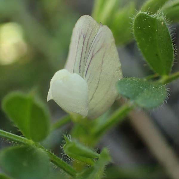 Vicia lutea \ Gelbe Wicke / Yellow Vetch, Rhodos Profitis Ilias 2.4.2019