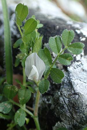 Vicia lutea \ Gelbe Wicke, Rhodos Profitis Ilias 2.4.2019