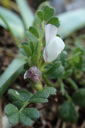 Vicia lutea \ Gelbe Wicke / Yellow Vetch, Rhodos Profitis Ilias 2.4.2019