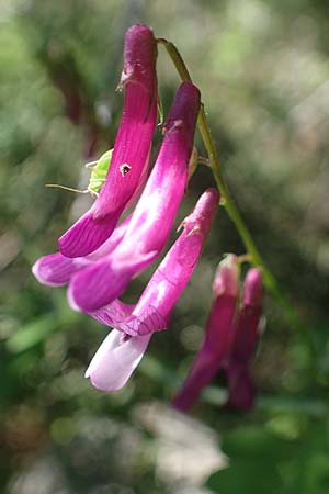 Vicia villosa subsp. microphylla \ Kleinblttige Wicke / Small-Leaved Fodder Vetch, Rhodos Kolymbia 18.3.2023