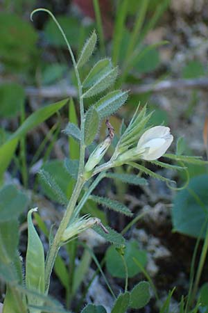 Vicia cuspidata \ Spitzblttrige Wicke / Cusped Vetch, Rhodos Lindos 20.3.2023