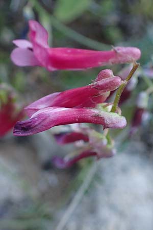 Vicia villosa subsp. microphylla \ Kleinblttige Wicke / Small-Leaved Fodder Vetch, Rhodos Lindos 20.3.2023
