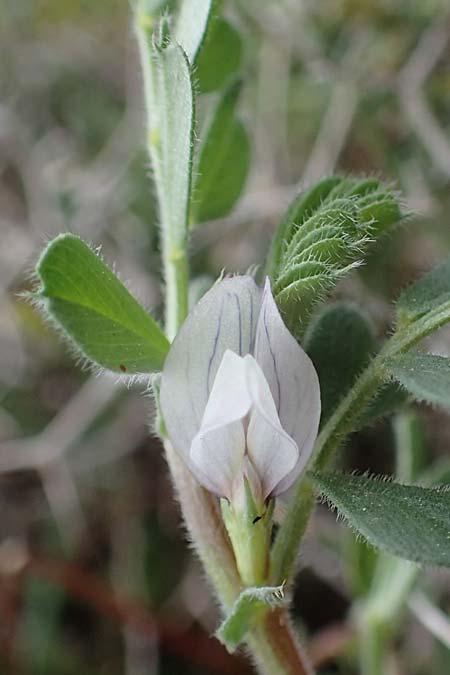 Vicia cuspidata \ Spitzblttrige Wicke / Cusped Vetch, Rhodos Attaviros 23.3.2023