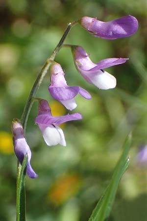 Vicia palaestina \ Palstina-Wicke / Palestine Vetch, Rhodos Feraklos Castle 26.3.2023