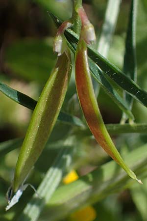 Vicia palaestina / Palestine Vetch, Rhodos Feraklos Castle 26.3.2023