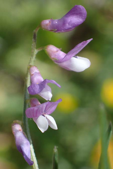 Vicia palaestina / Palestine Vetch, Rhodos Feraklos Castle 26.3.2023