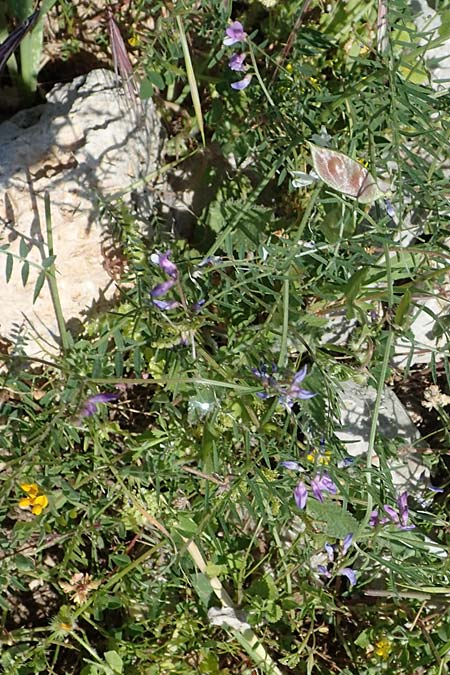 Vicia palaestina \ Palstina-Wicke / Palestine Vetch, Rhodos Feraklos Castle 26.3.2023