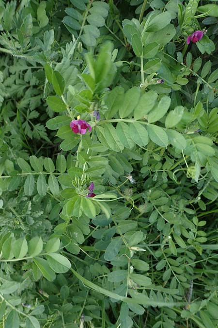 Vicia sativa var. sativa \ Saat-Wicke, Echte Futter-Wicke / Common Vetch, Rhodos Kattavia 25.3.2023