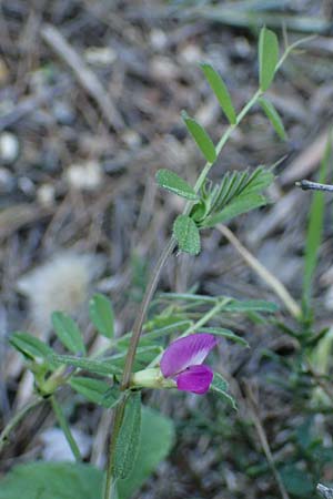 Vicia sativa var. sativa \ Saat-Wicke, Echte Futter-Wicke, Rhodos Feraklos Castle 26.3.2023