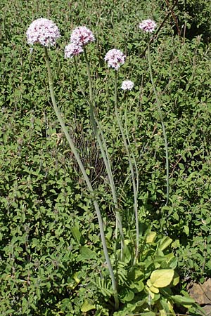 Valeriana tuberosa \ Knolliger Baldrian / Tuberous Valerian, Rhodos Embona 31.3.2019