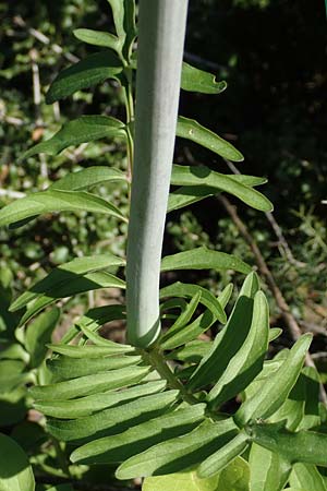 Valeriana tuberosa \ Knolliger Baldrian, Rhodos Embona 31.3.2019