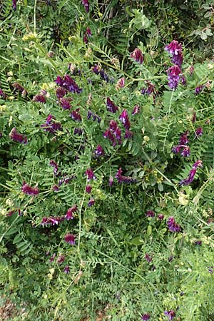 Vicia villosa subsp. varia / Fodder Vetch, Rhodos Kattavia 1.4.2019